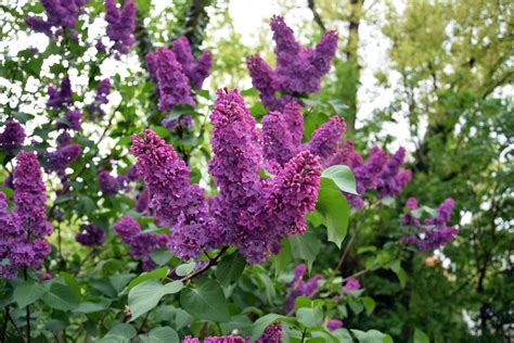 flowers that are similar to lilacs